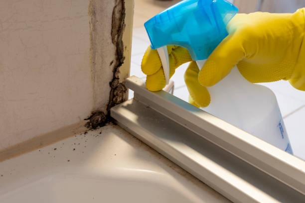 Best Residential Mold Removal  in Two Harbors, MN