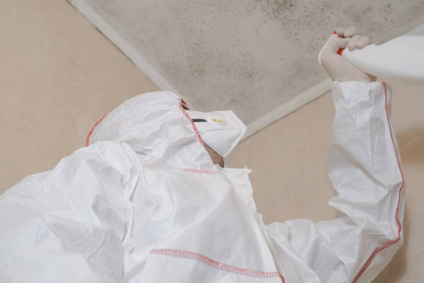 Best Local Mold Removal Service  in Two Harbors, MN