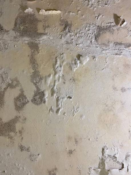 Certified Mold Removal in Two Harbors, MN
